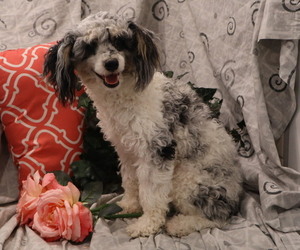 Mother of the Cavapoo puppies born on 05/08/2025