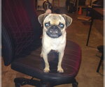 Small Photo #3 Pug Puppy For Sale in Indianapolis, IN, USA