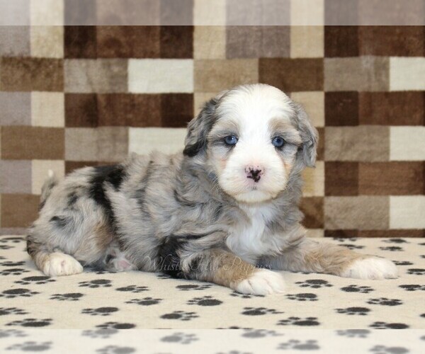 Medium Photo #2 Bernedoodle (Miniature) Puppy For Sale in DENVER, PA, USA