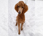 Small Photo #1 Poodle (Standard) Puppy For Sale in SHORELINE, WA, USA