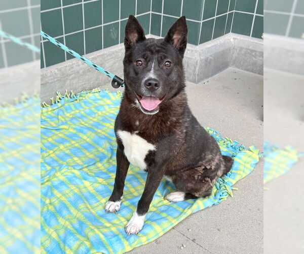 Medium Photo #2 Mutt Puppy For Sale in Rancho Cucamonga, CA, USA