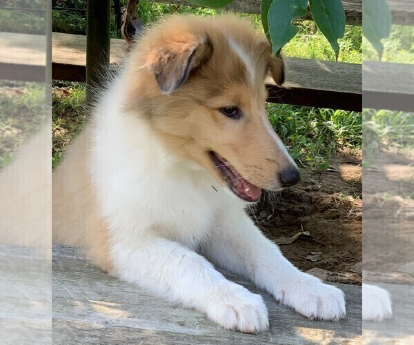Medium Photo #9 Collie Puppy For Sale in CENTERVIEW, MO, USA