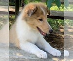 Small Photo #9 Collie Puppy For Sale in CENTERVIEW, MO, USA