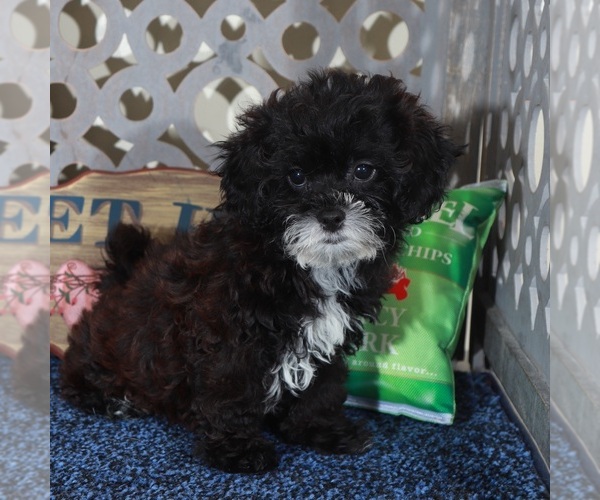 Medium Photo #5 ShihPoo Puppy For Sale in MOUNT VERNON, OH, USA