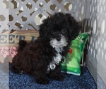Small #4 ShihPoo