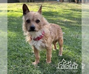Norwich Terrier-Unknown Mix Dogs for adoption in Irvine, CA, USA