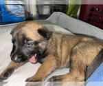 Small Photo #9 Belgian Malinois Puppy For Sale in REESEVILLE, WI, USA