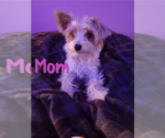 Small #9 Biewer Yorkie