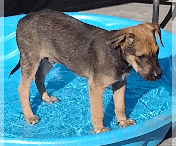 Medium Photo #2 German Shepherd Dog-Unknown Mix Puppy For Sale in Camden, SC, USA