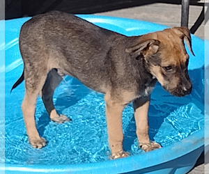 Roo - Male German Shepherd Dog-Unknown Mix Dog for Adoption - Photo #2