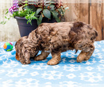 Small Photo #34 Cocker Spaniel Puppy For Sale in WAKARUSA, IN, USA