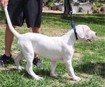 Small #6 Dogo Argentino