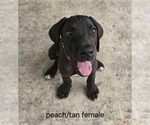 Puppy Peachtan Great Dane