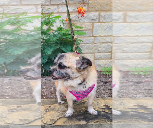 Medium Photo #3 Pug-Shih Tzu Mix Puppy For Sale in Pipe Creek, TX, USA