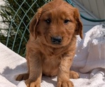 Small #4 Golden Retriever
