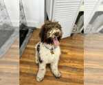 Small #1 Mutt