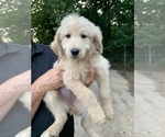 Puppy 4 Goldendoodle