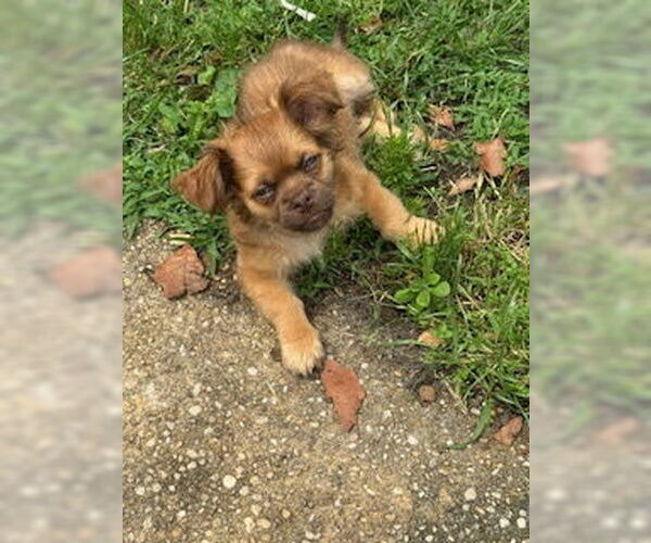 Medium Photo #2 ShiChi Puppy For Sale in Oakhurst, NJ, USA