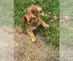 Small #1 ShiChi