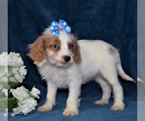 Cavapoo Puppy for sale in BARNESVILLE, KS, USA