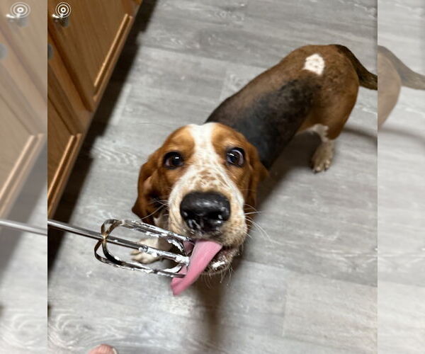Medium Photo #1 Basset Hound Puppy For Sale in Carrollton, TX, USA