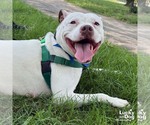 Small #8 American Pit Bull Terrier-Bulldog Mix