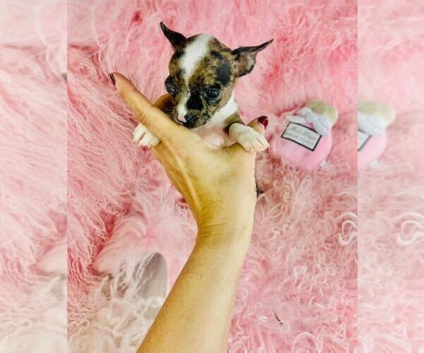 Medium Photo #26 Chihuahua Puppy For Sale in BOSTON, MA, USA