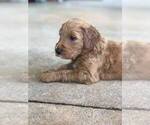 Small Photo #2 Goldendoodle Puppy For Sale in WOODLAND, AL, USA