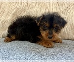 Small #3 Yorkshire Terrier