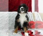 Puppy 2 Miniature Bernedoodle
