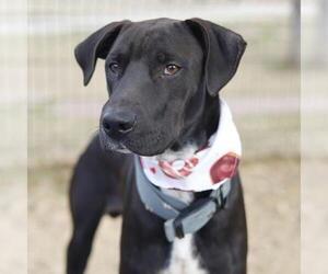 Labrador Retriever-Unknown Mix Dogs for adoption in San Antonio, TX, USA