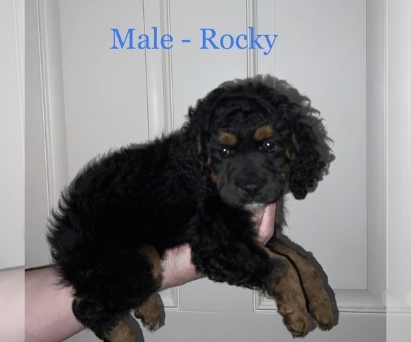 Medium Photo #5 Cockapoo Puppy For Sale in BISHOPVILLE, SC, USA