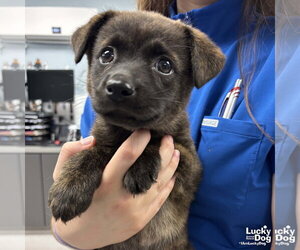 Mutt Dogs for adoption in Washington, DC, USA