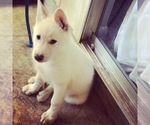 Small Photo #1 Wolf Hybrid Puppy For Sale in FILLMORE, LA, USA