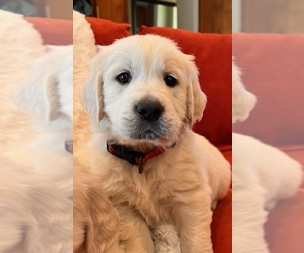 Medium Photo #5 Golden Retriever Puppy For Sale in THOUSAND OAKS, CA, USA