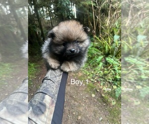 Pomeranian Puppy for sale in SNOHOMISH, WA, USA