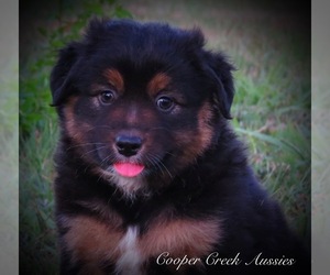 Miniature Australian Shepherd Puppy for sale in SMITHVILLE, AR, USA