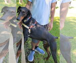 Small #2 Doberman Pinscher