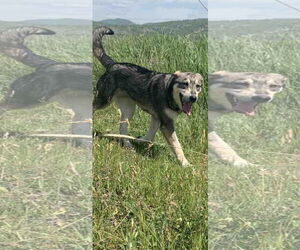 Mutt Dogs for adoption in NYC, NY, USA