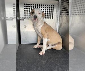 American Pit Bull Terrier-Unknown Mix Dogs for adoption in Corpus Christi, TX, USA
