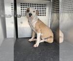 Small American Pit Bull Terrier Mix