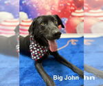 Small #1 Labrador Retriever Mix