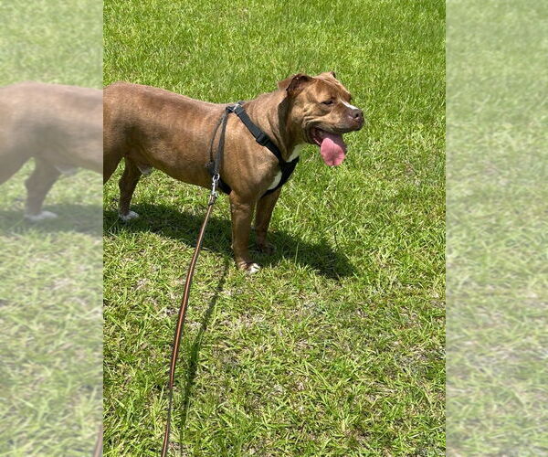 Medium Photo #3 Bulldog-Unknown Mix Puppy For Sale in Tarrytown, GA, USA
