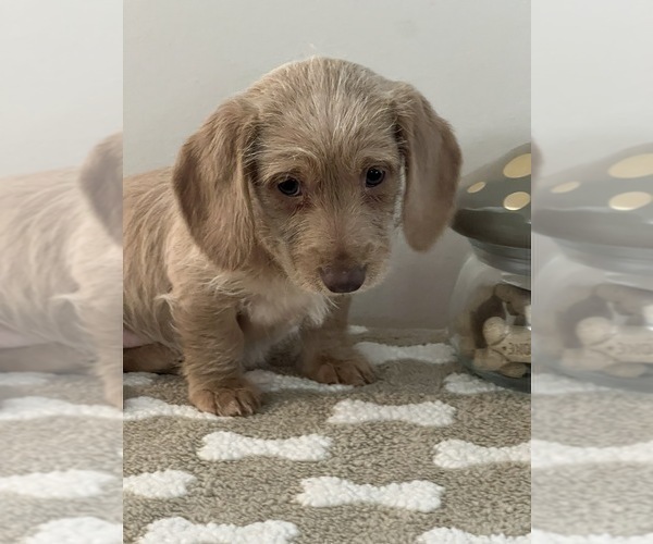 Medium Photo #3 Dachshund Puppy For Sale in BEECH GROVE, IN, USA