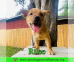 Small #4 Chow Chow Mix