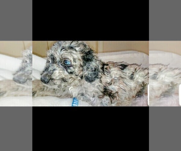 Medium Photo #2 Labradoodle Puppy For Sale in SAN ANTONIO, TX, USA