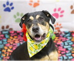 SADIE - Female Labrottie Dog for Adoption - Small photo