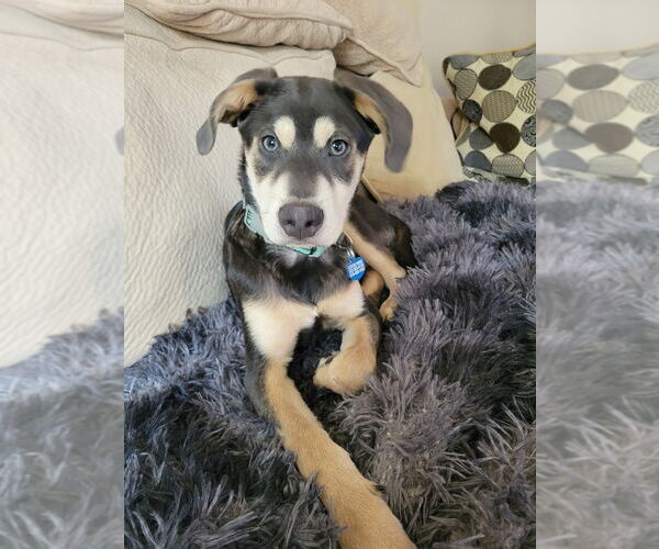 Medium Photo #9 Labrador Retriever-Unknown Mix Puppy For Sale in San Diego, CA, USA