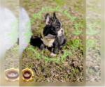 Small Photo #7 English Bulldog Puppy For Sale in ATHENS, GA, USA