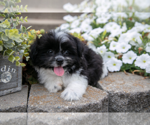 Medium Photo #2 Shiranian Puppy For Sale in MIDDLEBURY, IN, USA
